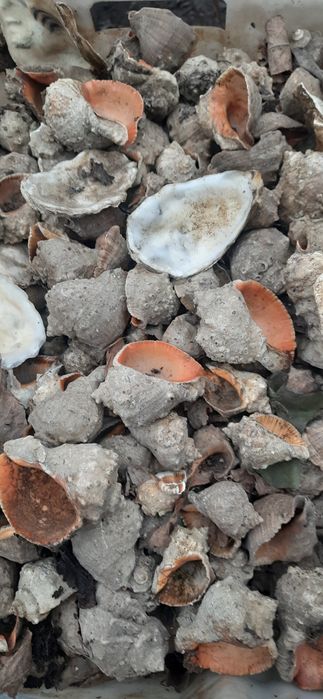 Морські камінчики та ракушки рапана