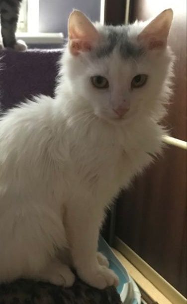 Кіт. Кошеня. Киця