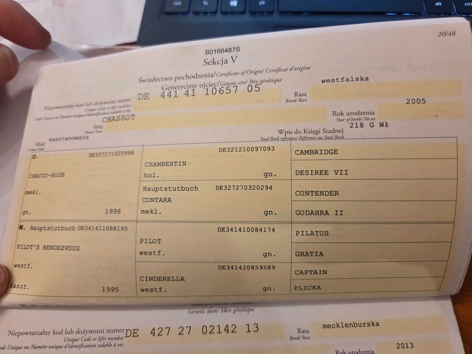 Sprzedam 3,5 latniego wałacha do sportu lub rekraacja