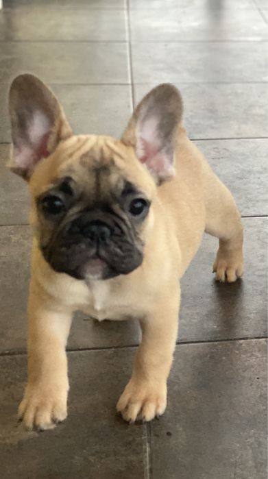 Бомбезні дівчатка КСУ