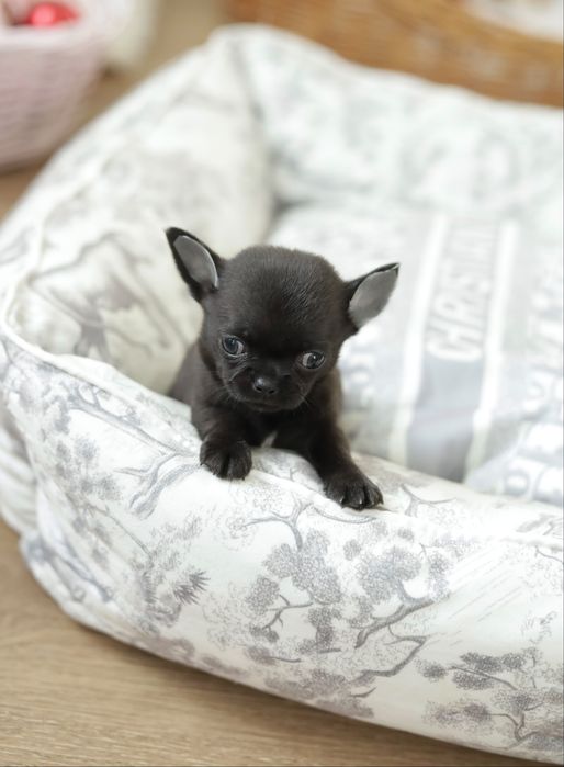 Chihuahua FCI chłopak
