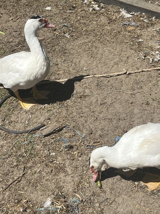 Patos mudos para venda