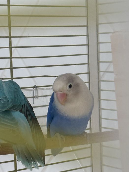 Vendo casal de Fischers