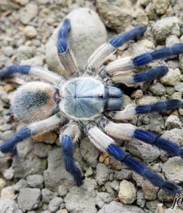 Ptasznik Monocentropus Balfuri