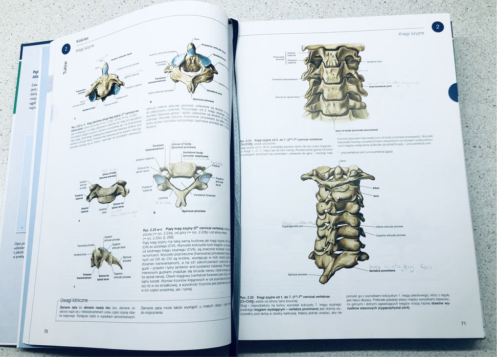 Atlas Anatomii Człowieka" autorstwa Sobotta