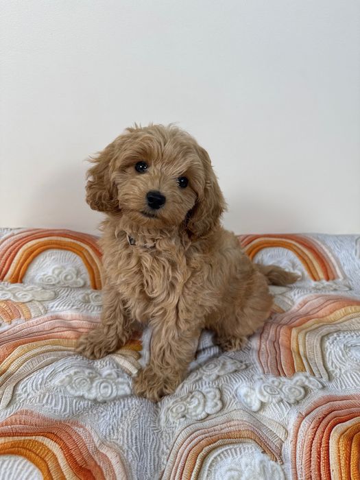 Maltipoo F1b - wyjątkowe szczenię