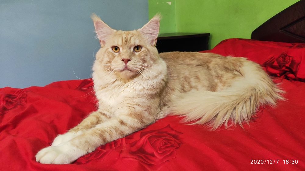 Красавиц Мейн-кун ждёт свою возлюбленную