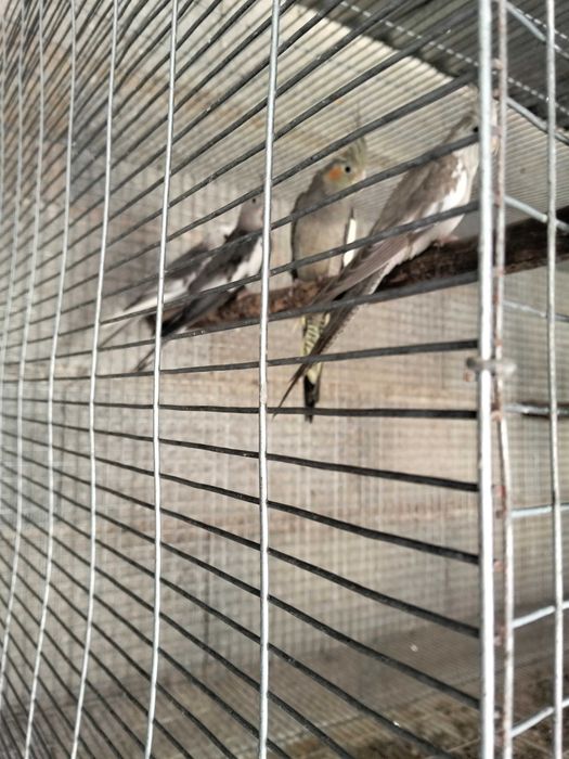Várias aves para cedência