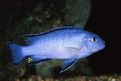 Pyszczaki Pseudotropheus Socolofi 2-3cm WYSYLKA