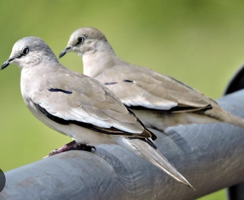 Casal Rola Picuí 2025