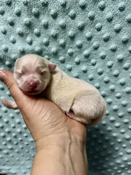 szpic miniaturowy  - do rezerwacji