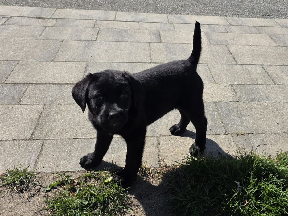 Labrador retriever FCI ZKWP suczka czarna