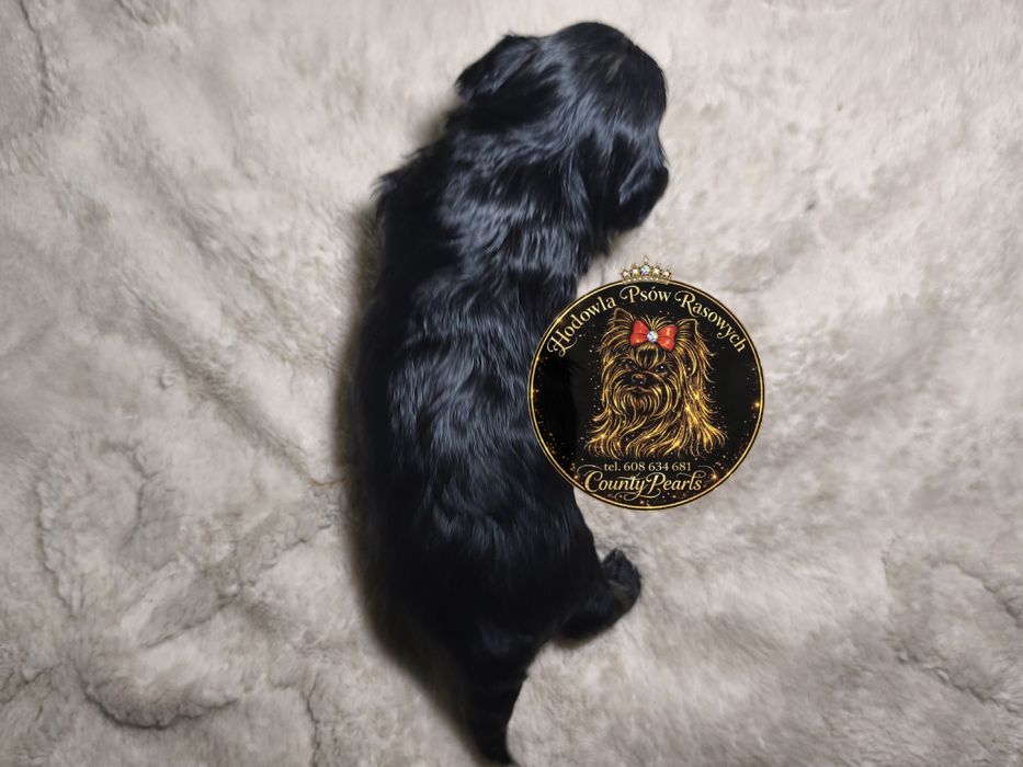 Black Tan Yorkshire Terrier - piesek