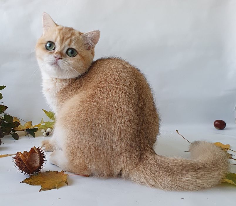 Киев Белый, черный, рыжий, золотой есть котята у нас всех окрасов. Кие