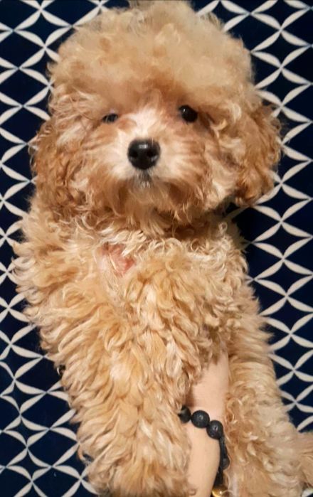 Шикарна карамельна дівчинка чекає родину