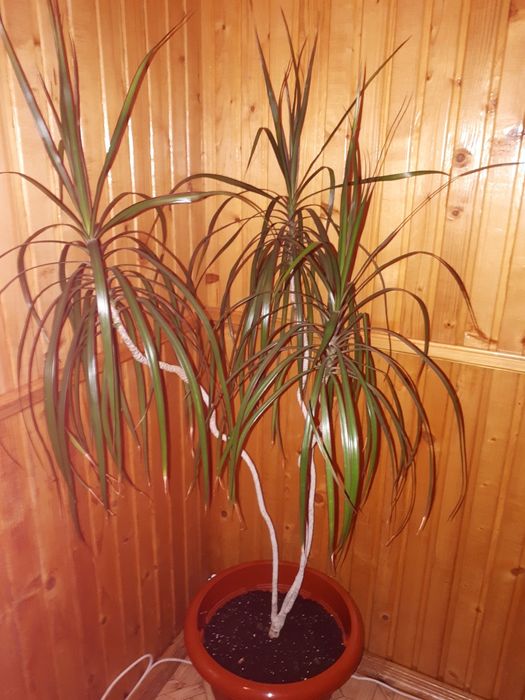 Продам Драцену