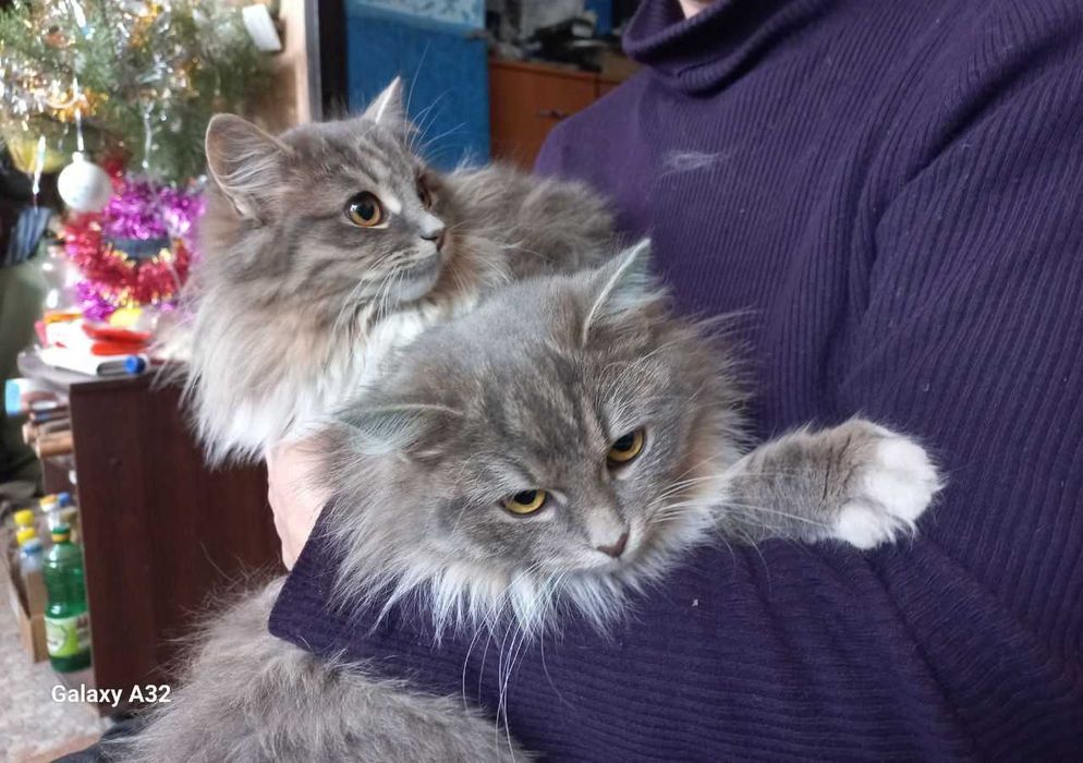 Шукають дім три киці