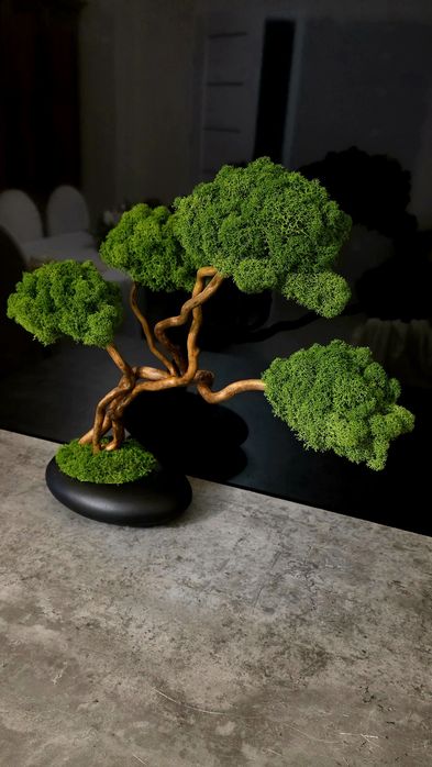 Drzewko bonsai z mchem chrobotkiem fińskim. Prezent. Dekoracje wnętrz