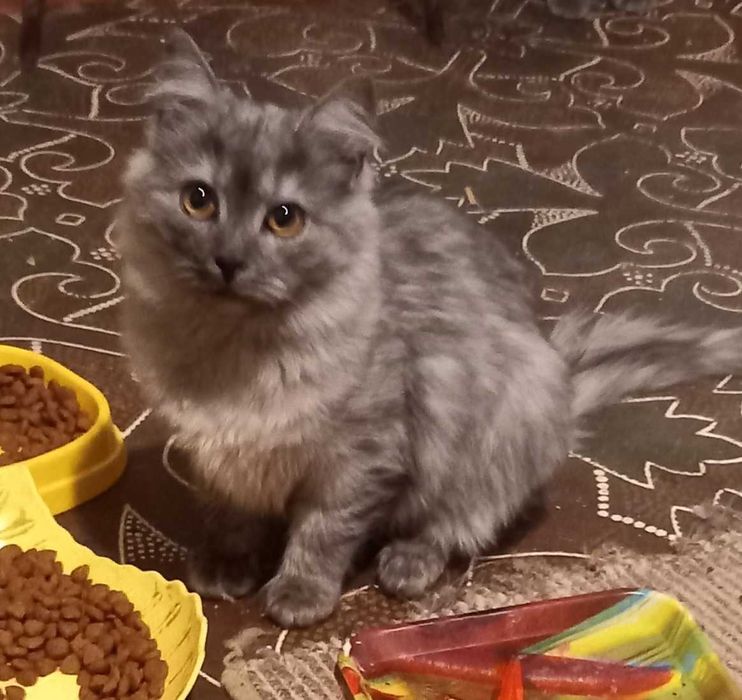 Котики шукають сім'ю!