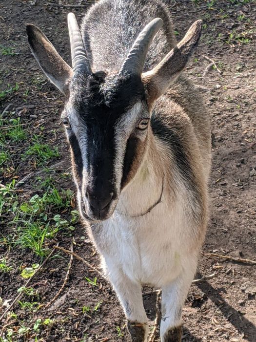 Кози і козенята зааненської породи