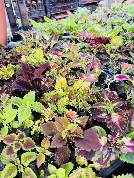 Колеус різнокольоровий черенок