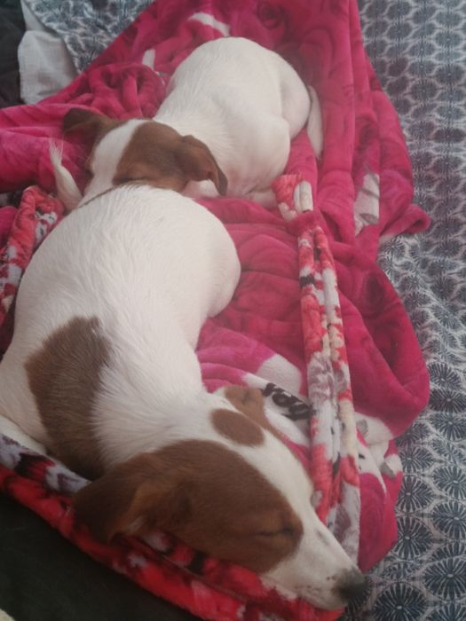 Джек рассел дівчатка