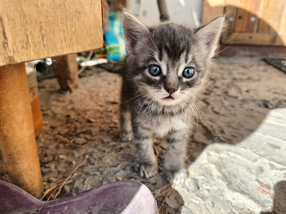 Котик в добрі руки