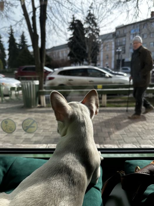 Французький бульдог вʼязка