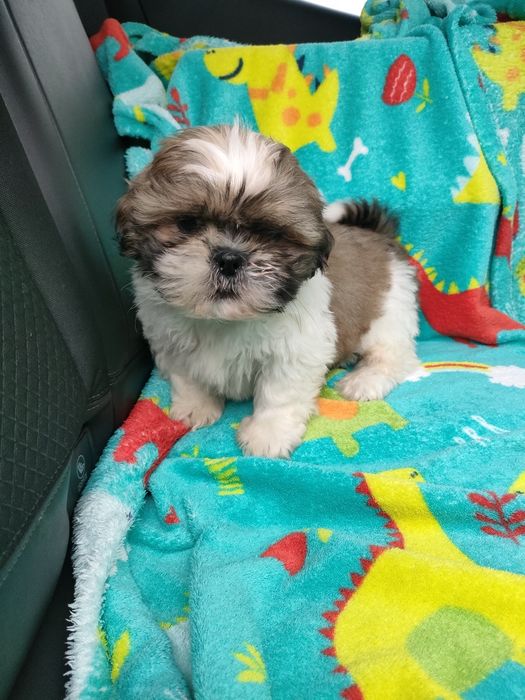 Shihtzu wesoły maluszek