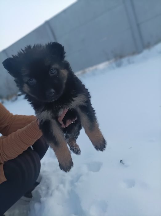 Продам щенков немецкой овчарки