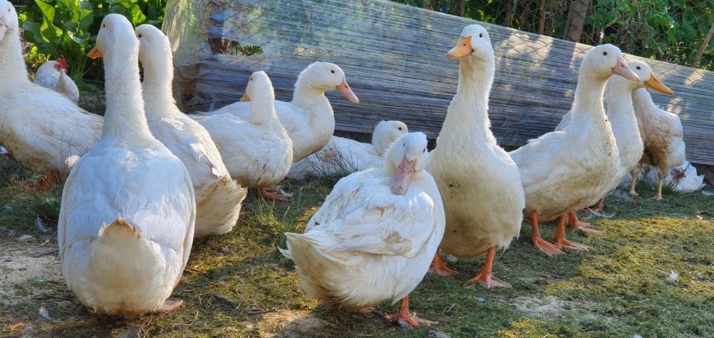 Jajka Jaja lęgowe, NIOSKI, BROJLERY, kaczki PEKIN mięsne