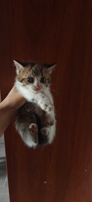 Кошенята  віддам в добрі руки