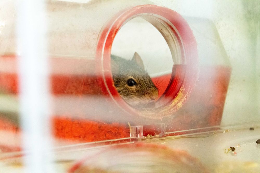 Młode Myszy Berberyjskie