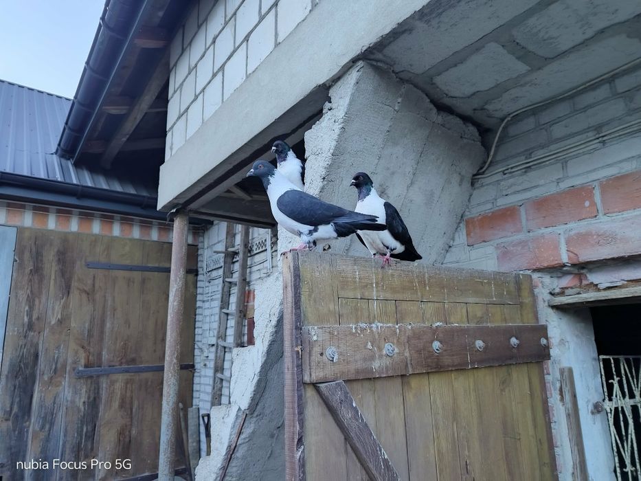 Gołębie rasy strasery.