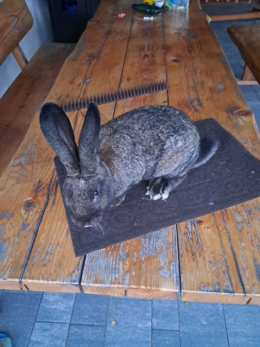 Królik mieszaniec