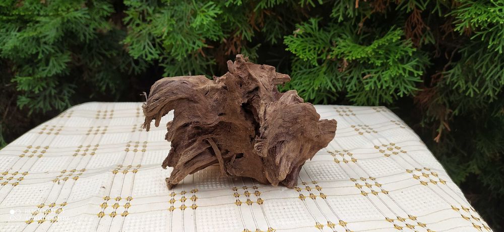 Korzeń mangrowca 22x14x10 cm