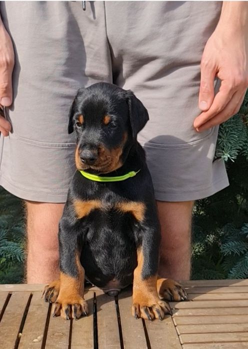 Щенки добермана, цуценята добермана, доберман продам, доставка