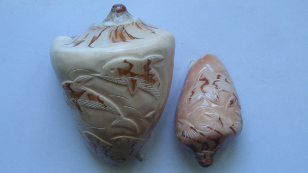 Ракушки с дельфинами