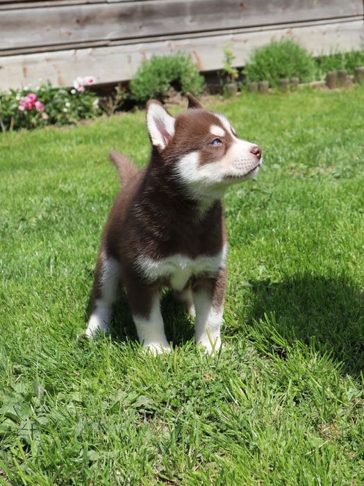 Zjawiskowy chłopczyk siberian husky ZKwP FCI