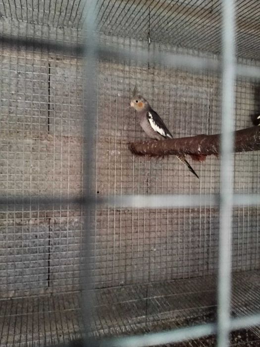 Várias aves para de 2025