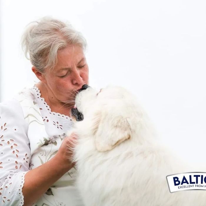 Suczka Polski Owczarek Podhalański