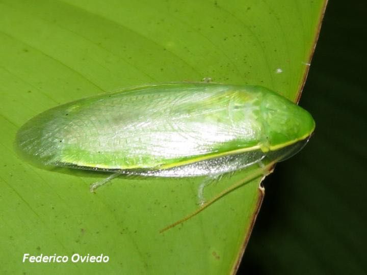 Karaczany zielone samce i samice Panchlora nivea
