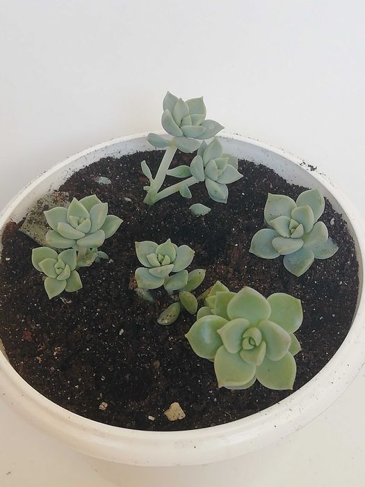 Суккуленти, різні види. Обмін/продаж