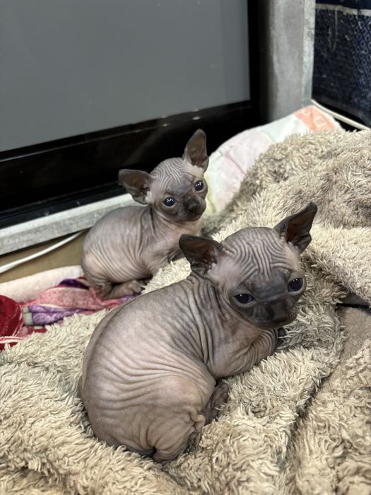 Канадский сфинкс