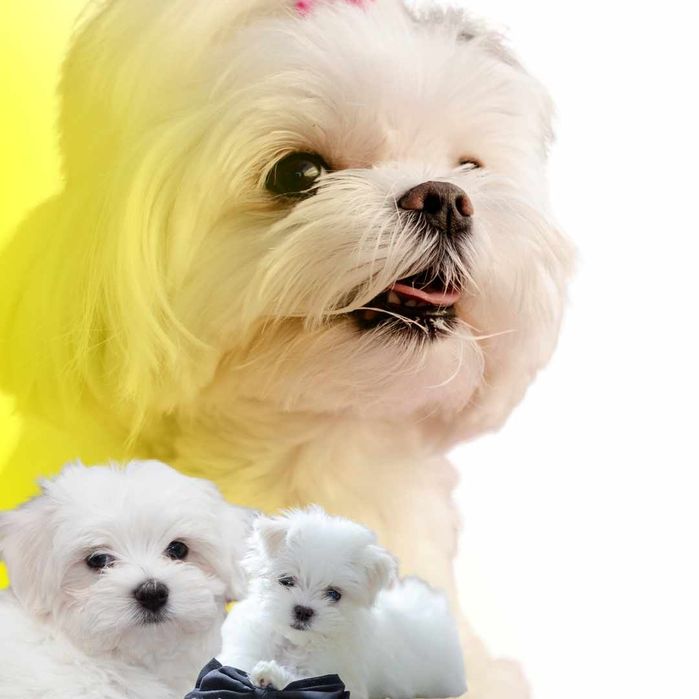 Maltanczyk piesek sunia