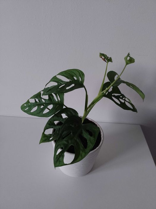 Monstera dziurawa sadzonka 23 cm