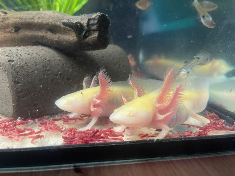 Axolotl albino pearl