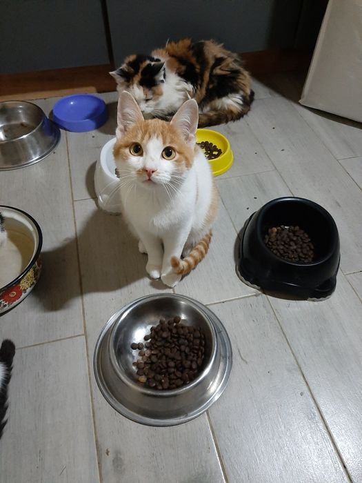 Котик в добрі руки!