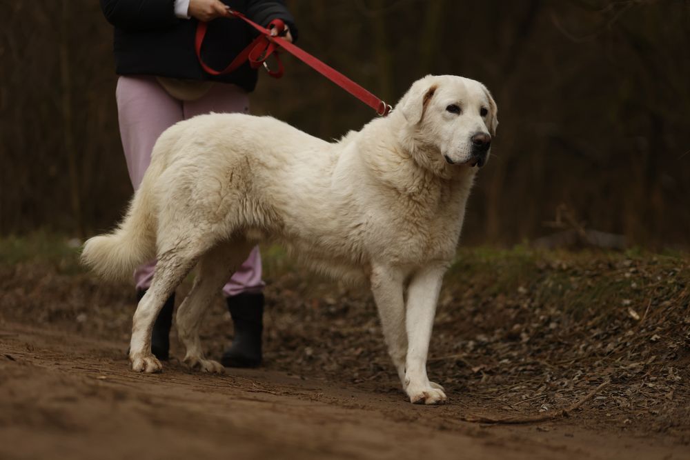 pies w typie owczarek podhalanski abaj akbash kaukaz golden retriever