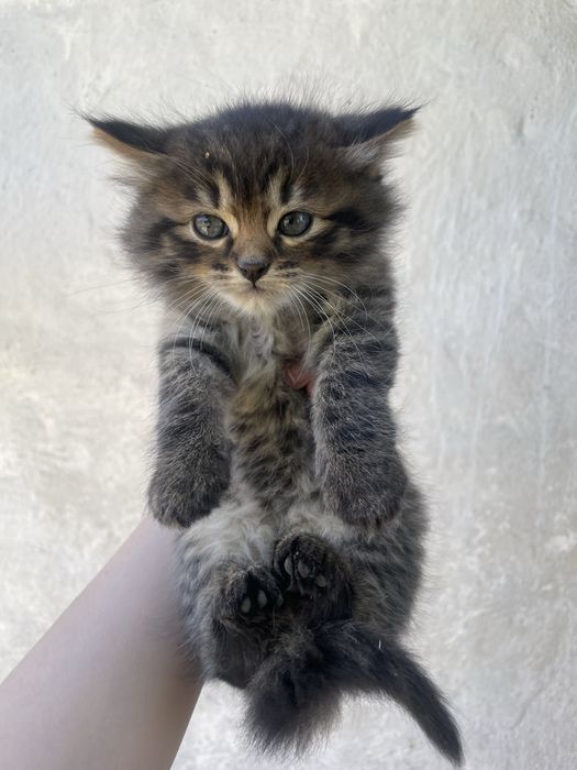 Віддам кошенят у хороші руки